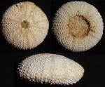 Psammechinus dubius
