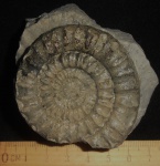 Coroniceras
