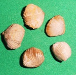 belbekella