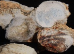 Spondylus