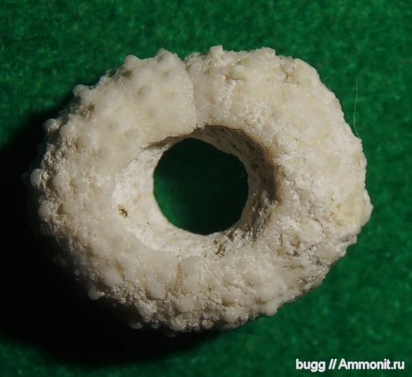 морские ежи, мел, маастрихт, Инкерман, Maastrichtian, Cretaceous