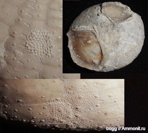 морские ежи, мел, мшанки, двустворки, маастрихт, Белогорск, Maastrichtian, Cretaceous