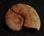 Holcodiscus caillaudianus