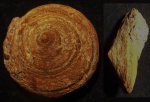 Pleurotomaria sp.