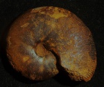 Phylloceratidae