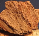 Mariopteris