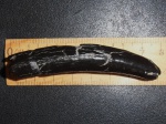 Kogiopsis sp.