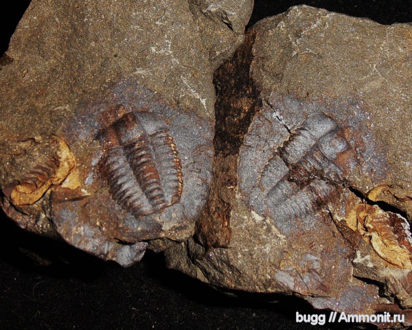 трилобиты, кембрий, Чехия, Cambrian, Ellipsocephalus, Ellipsocephalus hoffi