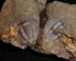 Ellipsocephalus hoffi