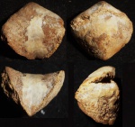 Lacunosella