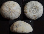 Discoidea karakaschi