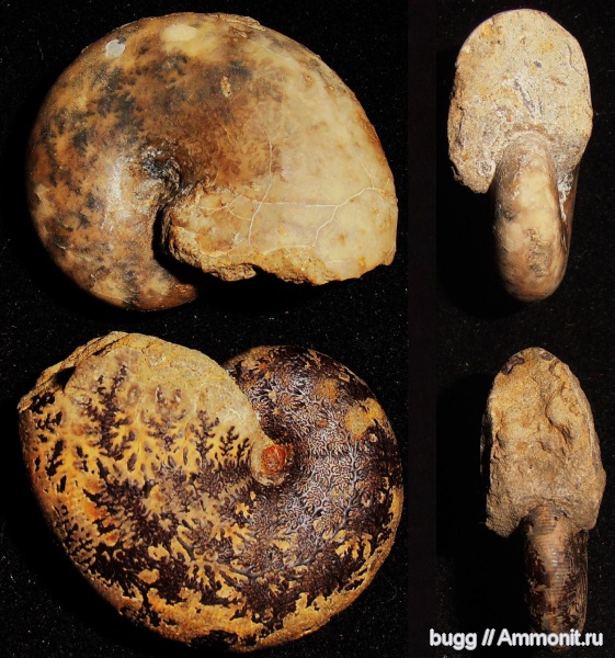 мел, берриас, Euphylloceras, Phylloceratidae, Балки, Berriasian, Cretaceous