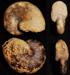 Phylloceratidae