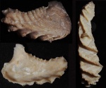 Lopha rectangularis