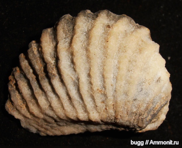 мел, двустворки, берриас, тригонии, Ionotrigonia, Berriasian, Cretaceous