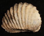 Ionotrigonia