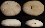 Gitolampas sp.