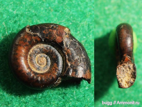 мел, апт, Верхоречье, аммонителла, Aptian, Cretaceous