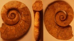 Crioceratites