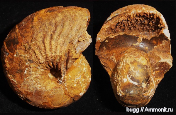 мел, наутилусы, Cymatoceras, баррем, нижний баррем, Верхоречье, Barremian, Cretaceous