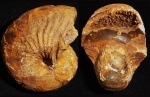 Cymatoceras