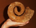 Крупный  Crioceratites