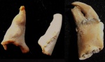 Клешни крабов Xanthopsis