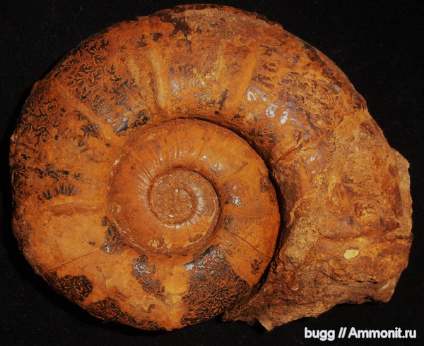 аммониты, мел, Крым, готерив, баррем, нижний баррем, Ammonites, лопастные линии, Верхоречье, Balearites, верхний готерив, Barremian, Cretaceous, Balearites baleari, Balearites balearis