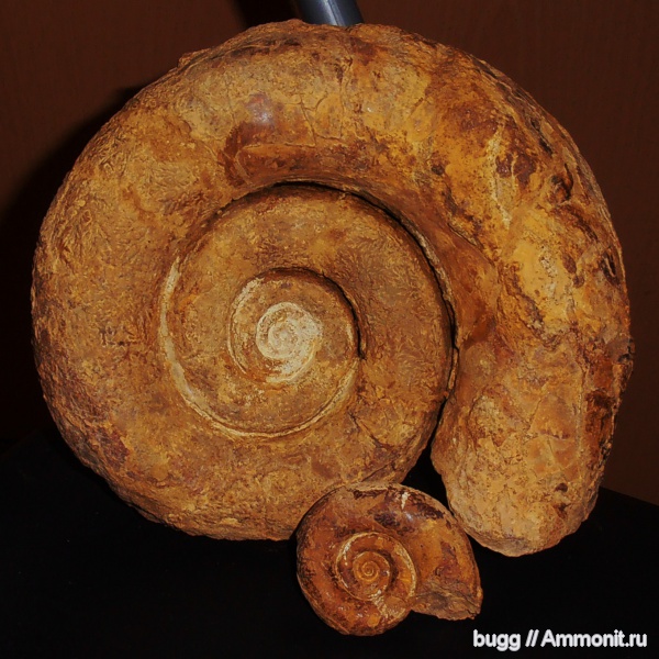 аммониты, мел, Крым, баррем, Biasaloceras, нижний баррем, Ammonites, Верхоречье, Biasaloceras subsequens, Barremian, Cretaceous