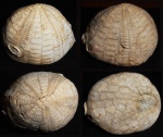 Echinocorys