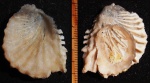 Lopha sp