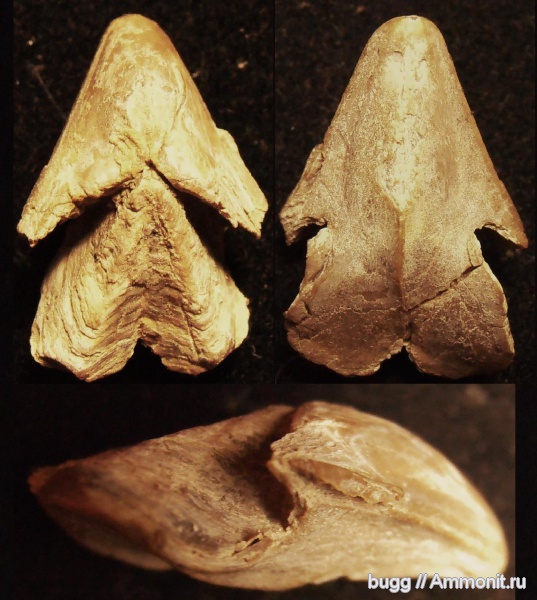 мел, Крым, апт, ринхолиты, Верхоречье, Hadrocheilus, Aptian, Cretaceous