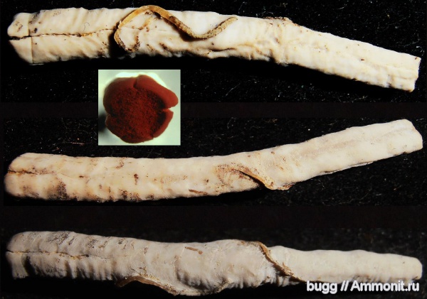 мел, серпулы, берриас, Крым, Serpulidae, Балки, Berriasian, Cretaceous