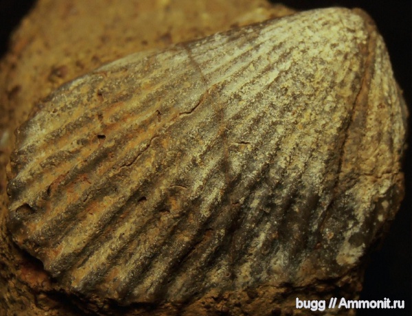 мел, двустворки, берриас, Lima, Балки, Berriasian, Cretaceous