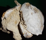 Xanthopsis