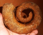 Crioceratites