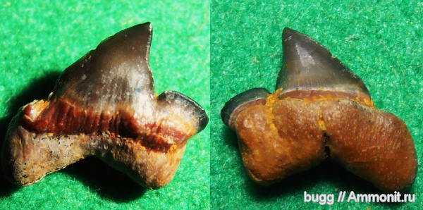 палеоген, эоцен, зубы акул, Striatolamia, Белогорск, shark teeth