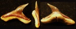 Зуб акулы Carcharhiniformes
