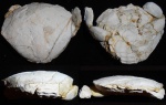 Xanthopsis с сохраненным роговым покрытием