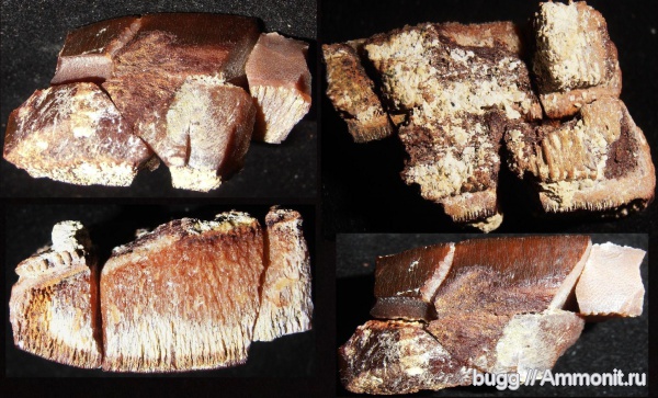 скаты, Белогорский район, Пролом, зуб ската, Aetobatus
