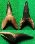 Macrorhizodus praecursor