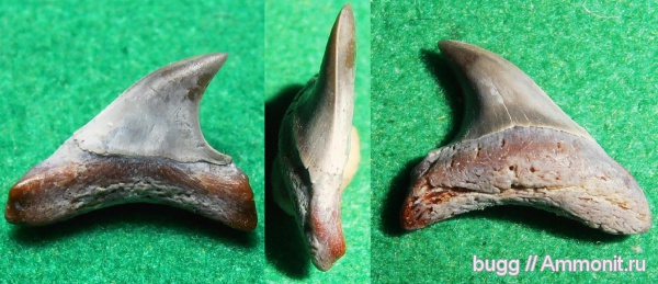 эоцен, акулы, Крым, зубы акул, Alopias, Пролом, shark teeth, sharks