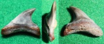 Alopias sp.