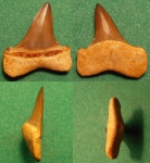 Macrorhizodus