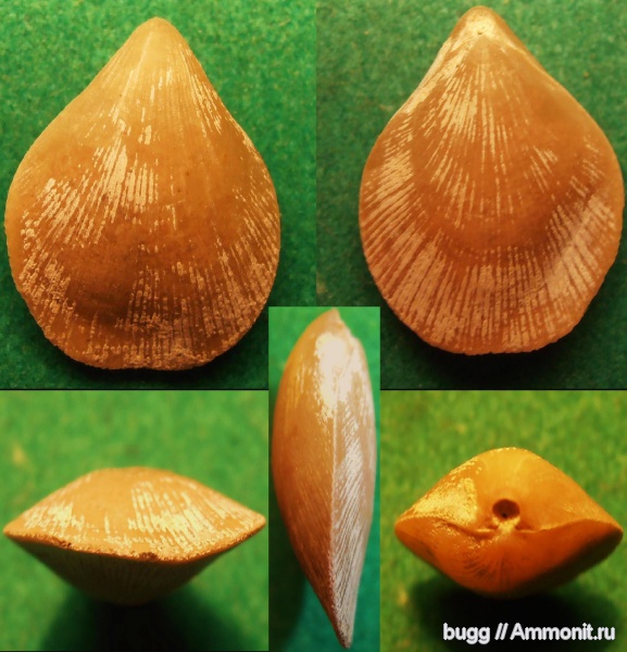 брахиоподы, мел, маастрихт, Terebratulina, Maastrichtian, Cretaceous