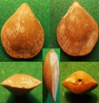 Terebratulina sp.