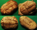 Asaphus sp.