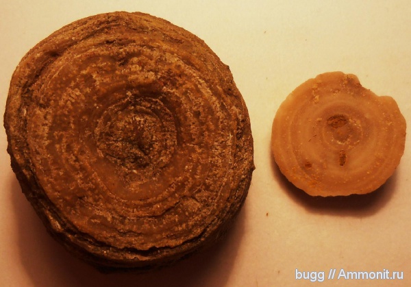 ордовик, мшанки, р. Волхов, Diplotrypa, Ordovician