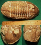 Asaphus