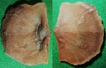 Antigonambonites Antigonambonites